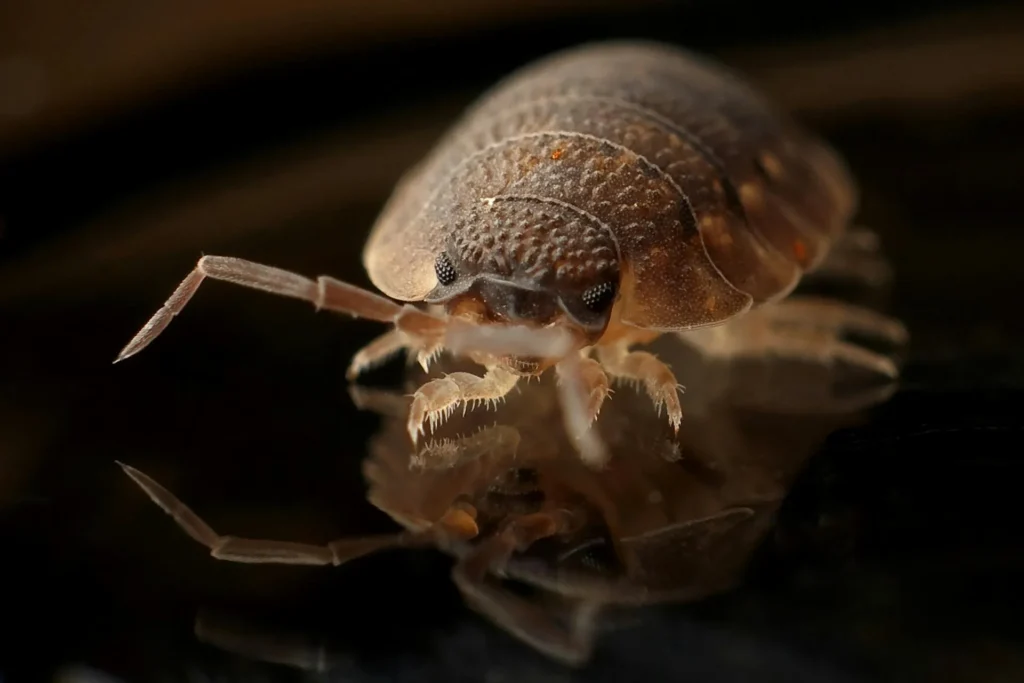 Bed-Bug-Treatment - West Orange Pest Control Pros | West Orange, NJ | 862-319-3355